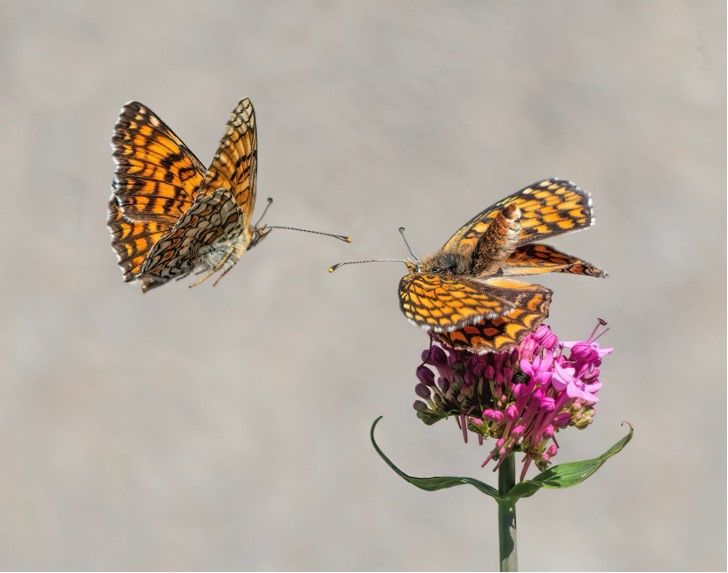 Knapweed Fritillaries - Tim Alps