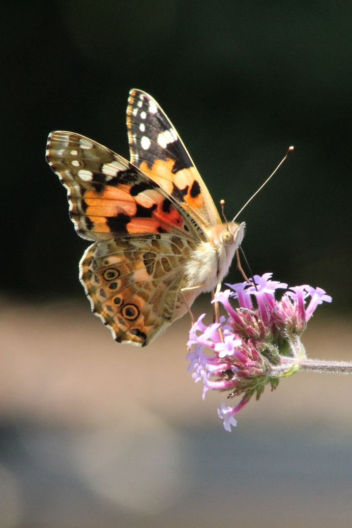 Painted Lady - Anne Sutcliffe