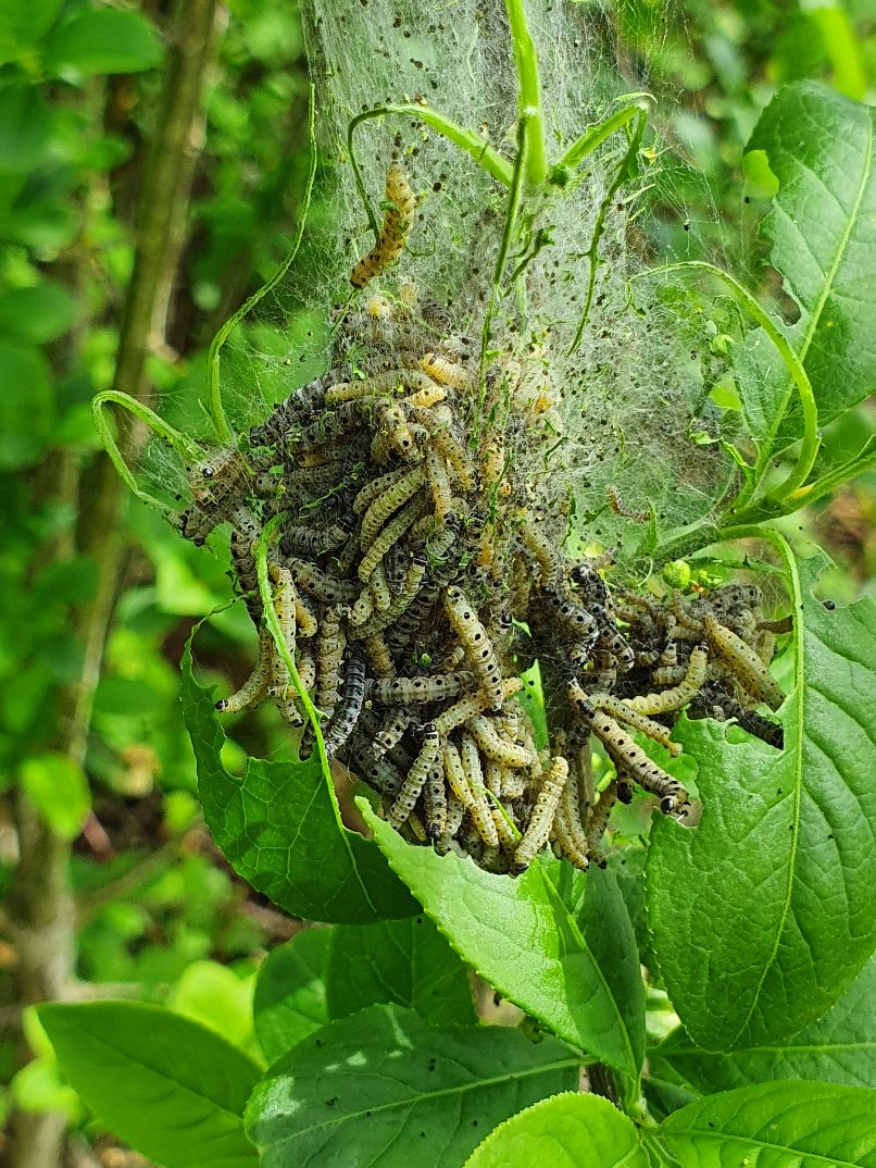 Emperor Moth larva -  Ian Flack