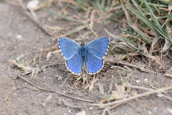 Adonis Blue Therfield Heath 12 Aug Adonis Blue Therfield Heath 12 Aug