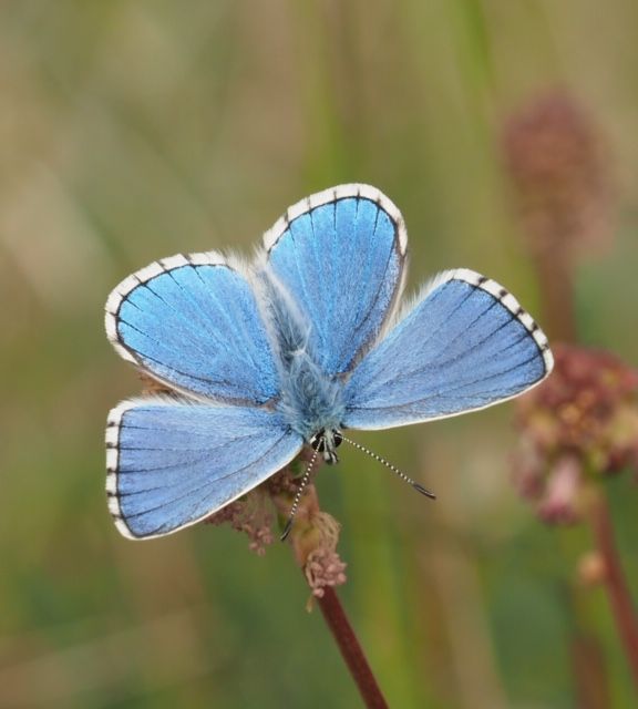 Adonis Blue Therfield Heath 17 May Adonis Blue Therfield Heath 17 May