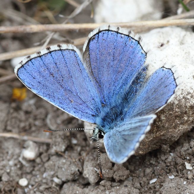 Adonis Blue Therfield Heath 24 May Adonis Blue Therfield Heath 24 May