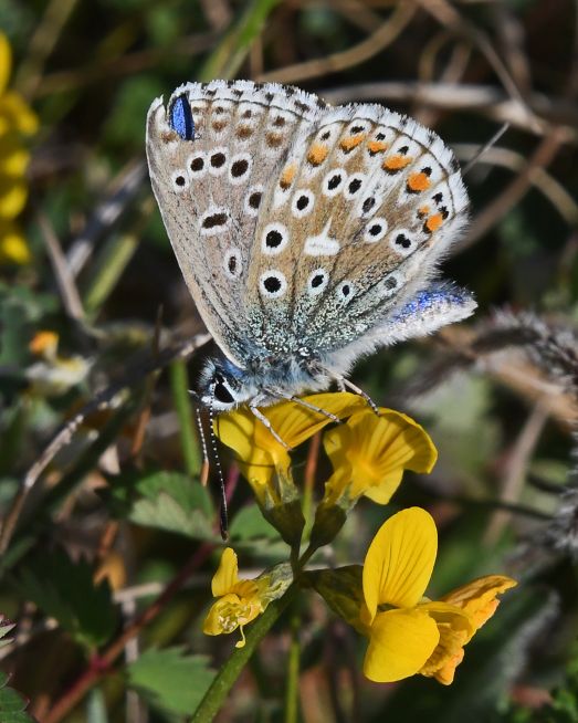 Adonis Blue Therfield Heath 28 May Adonis Blue Therfield Heath 28 May
