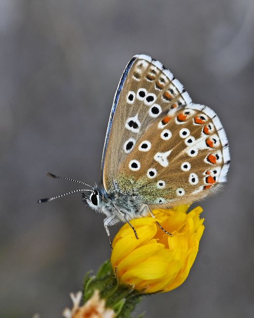 Adonis Blue Therfield Heath 3 Aug Adonis Blue Therfield Heath 3 Aug