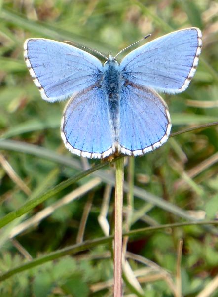 Adonis Blue Therfield Heath 9 May Adonis Blue Therfield Heath 9 May