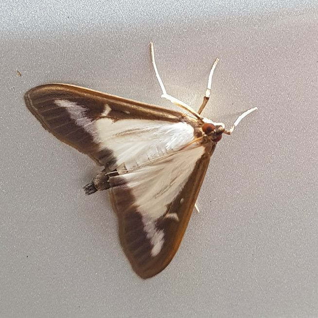 Box-Tree moth Wheathampstead 4 Jul Box-Tree moth Wheathampstead 4 Jul