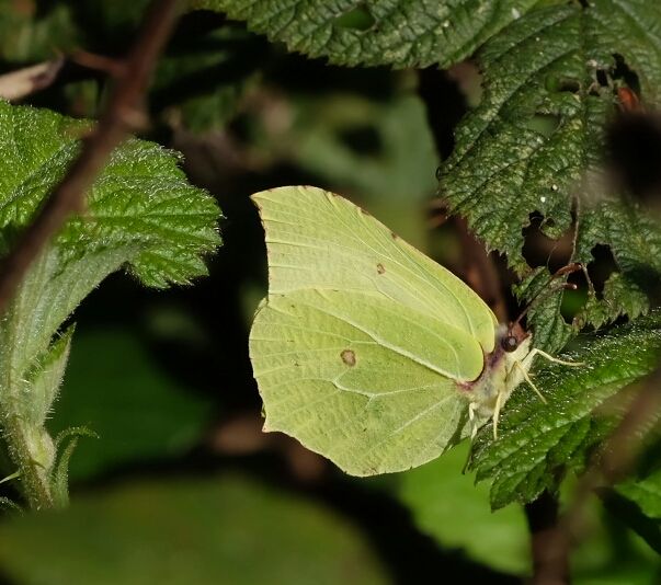 Brimstone Alexandra Park 10 Apr Brimstone Alexandra Park 10 Apr