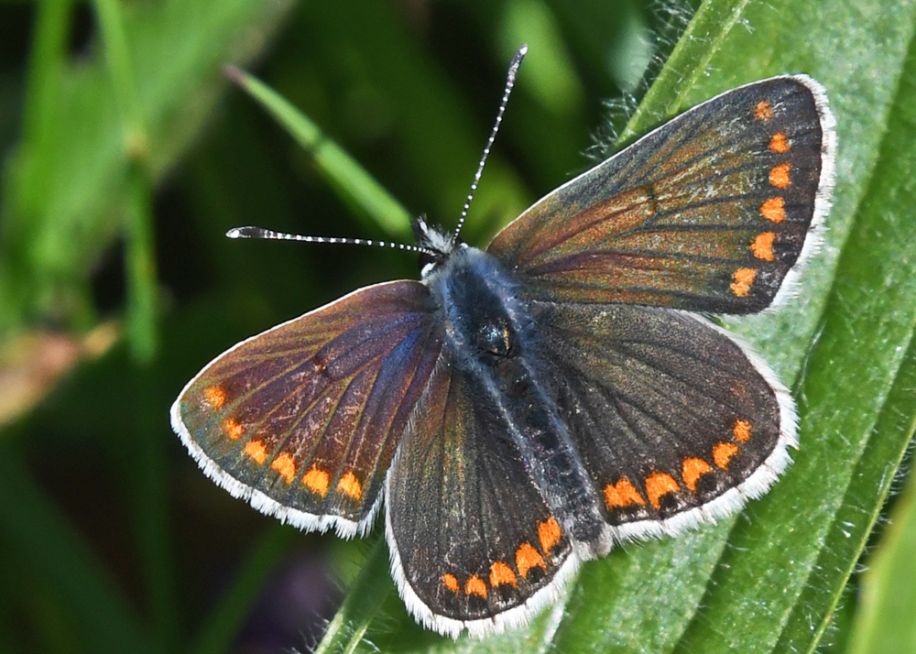 Brown Argus Therfield Heath 2 May Brown Argus Therfield Heath 2 May