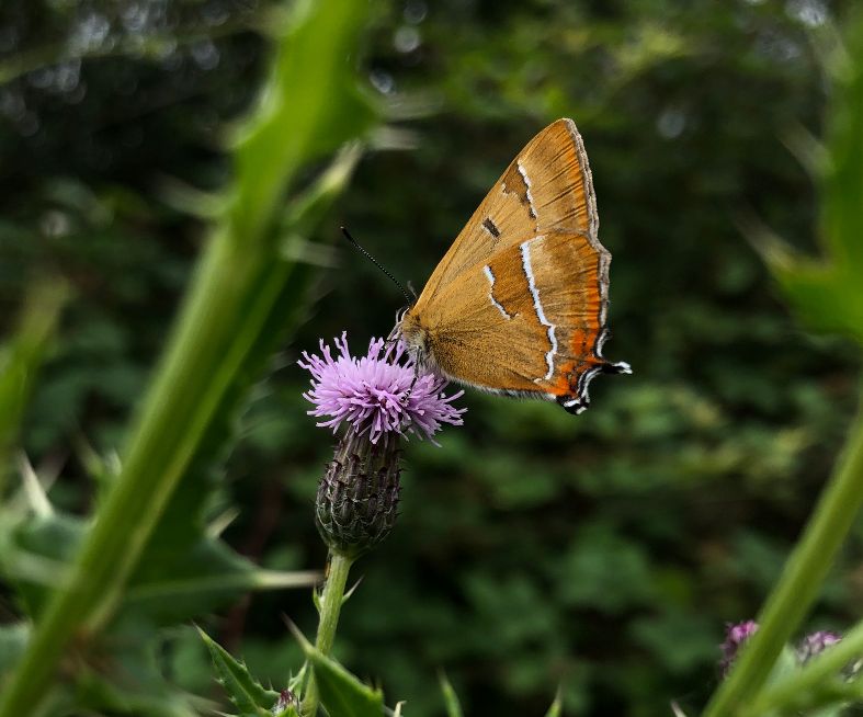 Brown Hairstreak Ickenham 24 Jul Brown Hairstreak Ickenham 24 Jul