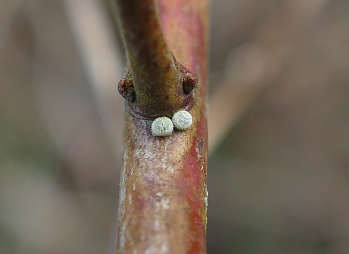 Brown Hairstreak eggs Ickenham 4 Feb Brown Hairstreak eggs Ickenham 4 Feb