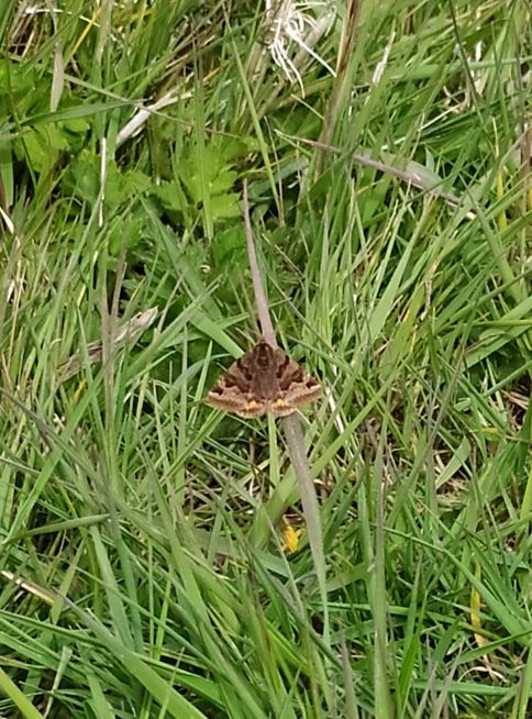 Burnet Companion Little Gaddesden 16 May Burnet Companion Little Gaddesden 16 May