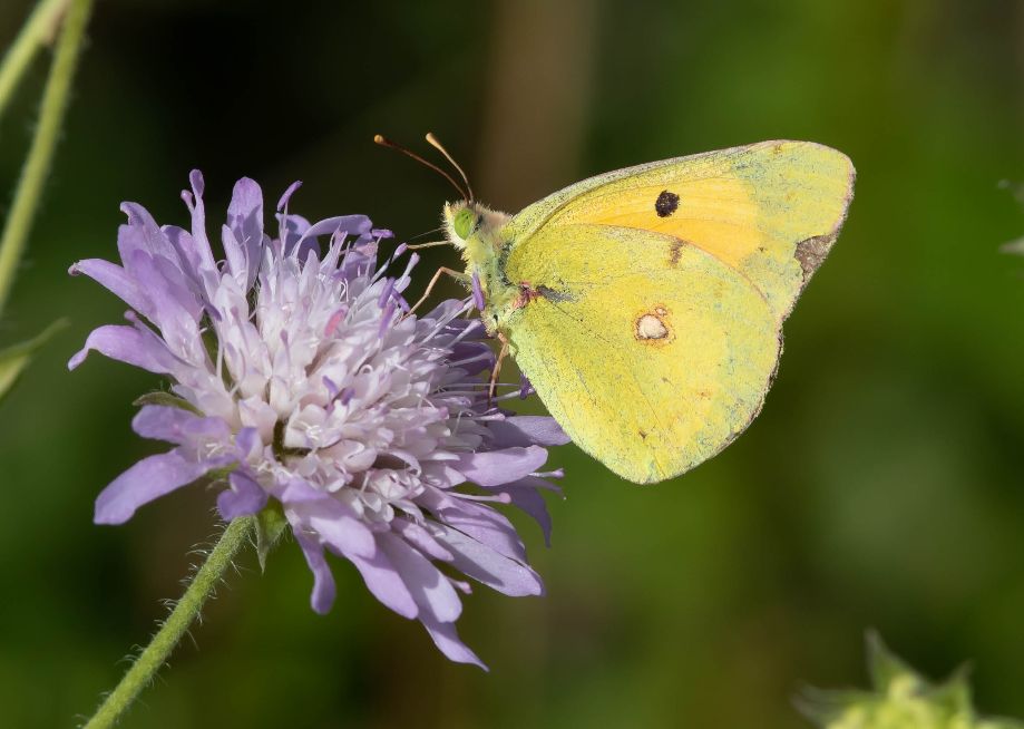 Clouded Yellow Heartwood Forest 2 Aug Clouded Yellow Heartwood Forest 2 Aug