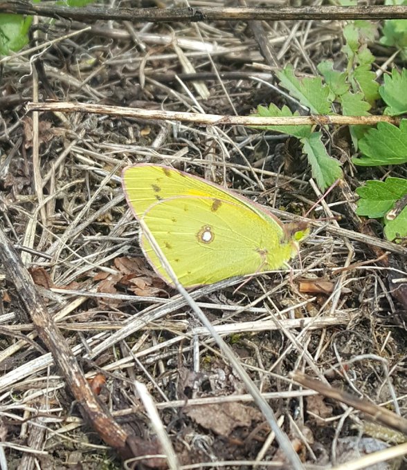 Clouded Yellow Roughdown Common 23 Jul Clouded Yellow Roughdown Common 23 Jul