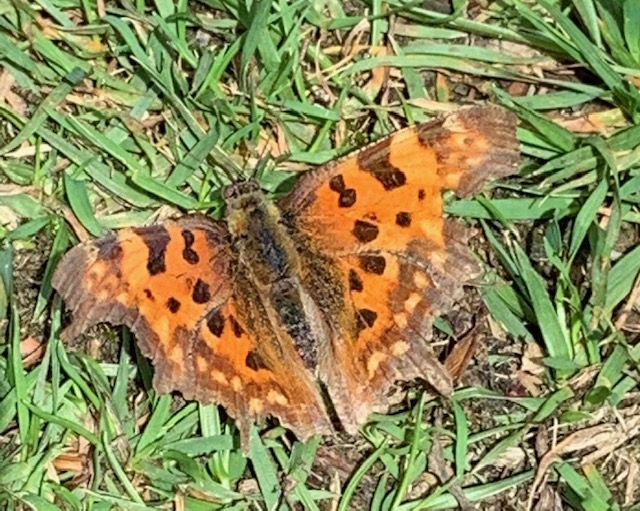 Comma Northaw Great Wood 13 Jun Comma Northaw Great Wood 13 Jun