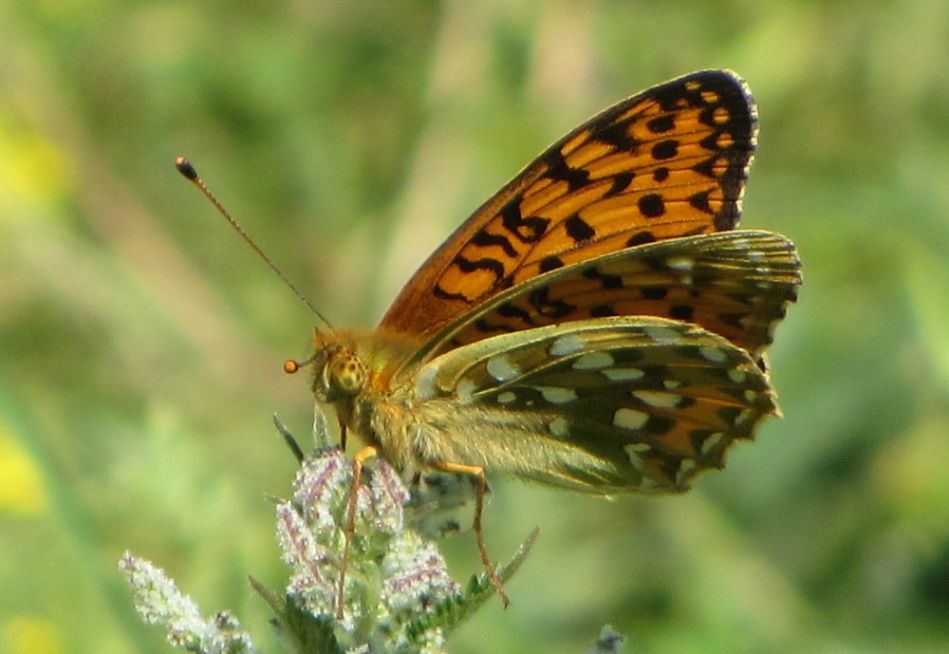 Dark Green Fritillary Aldbury Nowers 1 Jun Dark Green Fritillary Aldbury Nowers 1 Jun