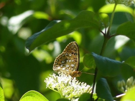 Dark Green Fritillary Aldbury Nowers 30 May Dark Green Fritillary Aldbury Nowers 30 May