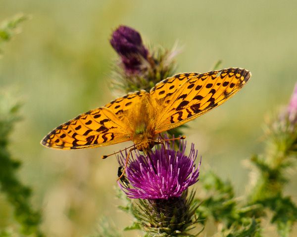 Dark Green Fritillary Aston End 9 Jun Dark Green Fritillary Aston End 9 Jun