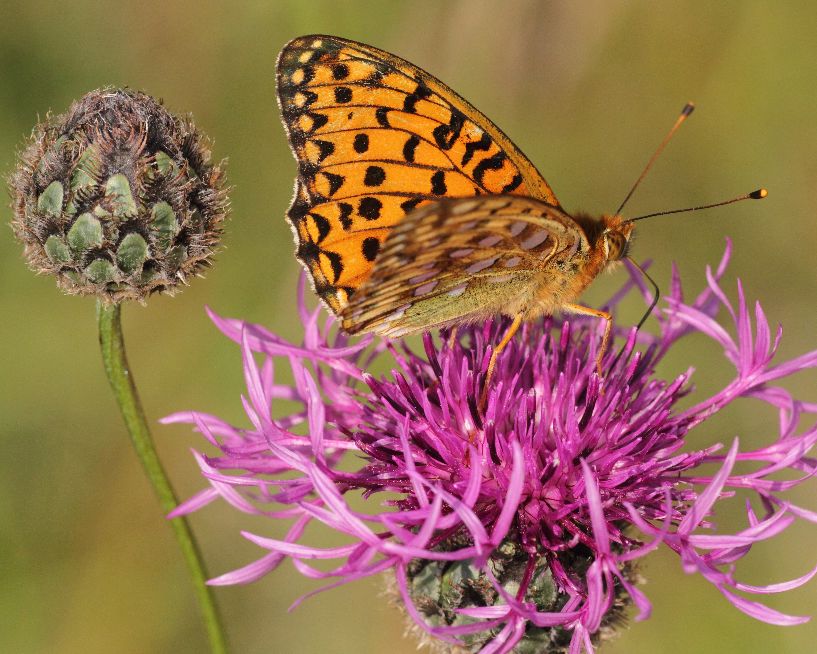 Dark Green Fritillary Hexton Chalk Pit 26 Jun Dark Green Fritillary Hexton Chalk Pit 26 Jun