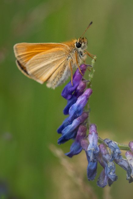 Essex Skipper Monken Hadley Common 1 Jul Essex Skipper Monken Hadley Common 1 Jul