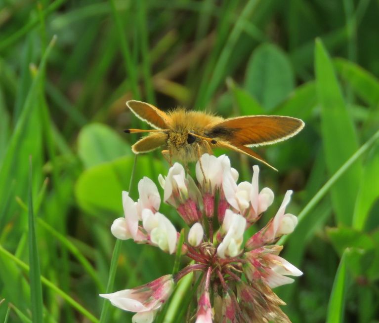 Essex Skipper Shackledell 3 Jul EssexSkipper Shackledell 3 Jul