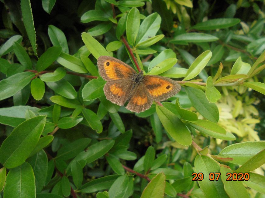 Gatekeeper Hitchin 29 Jul Gatekeeper Hitchin 29 Jul