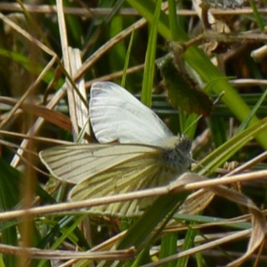 Green-veined White Bricket Wood Common 12 Apr Green-veined White Bricket Wood Common 12 Apr