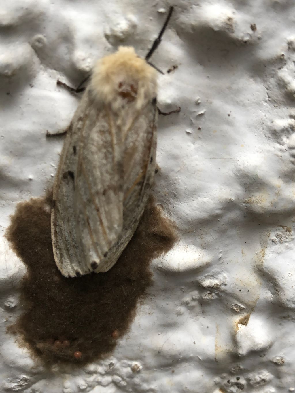 Gypsy Moth St Albans 12 Aug Gypsy Moth St Albans 12 Aug