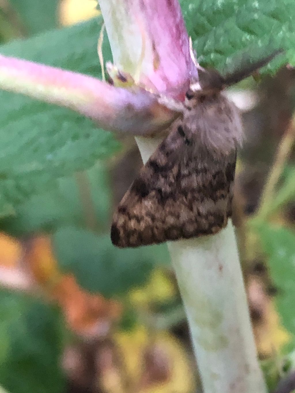 Gypsy Moth St Albans 9 Aug Gypsy Moth St Albans 9 Aug