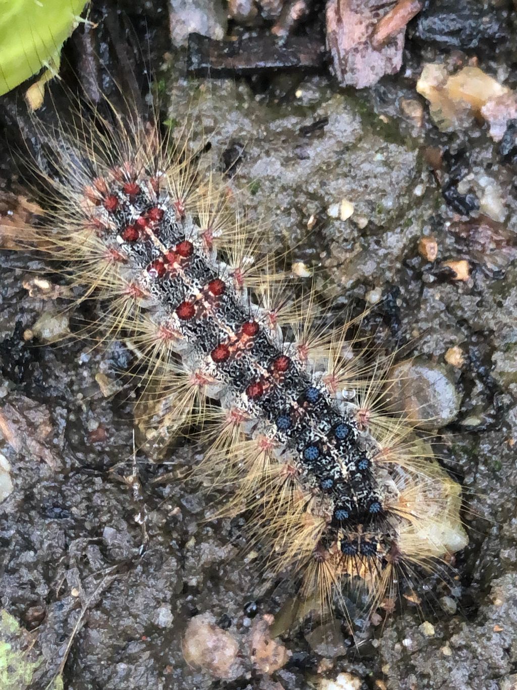 Gypsy Moth caterpillar St Albans 8 Jul Gypsy Moth caterpillar St Albans 8 Jul