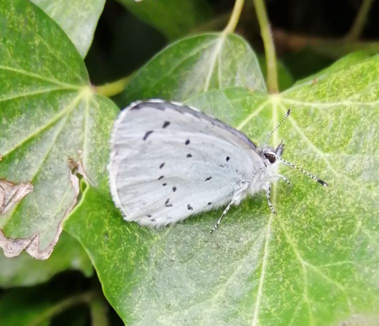 Holly Blue Bengeo 8 Jan Holly Blue Bengeo 8 Jan