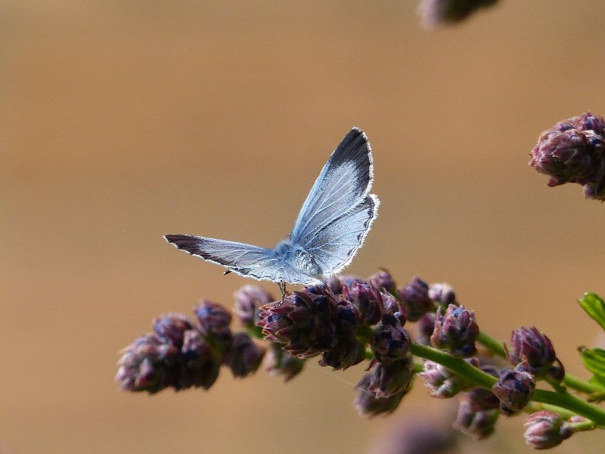 Holly Blue Great Ashby 16 Apr Holly Blue Great Ashby 16 Apr