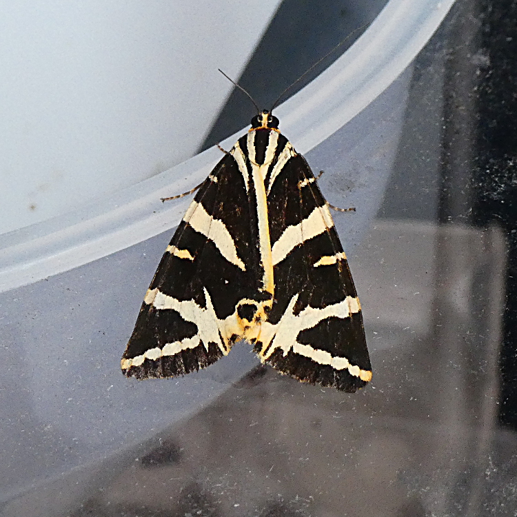 Jersey Tiger Stevenage 9 Aug Jersey Tiger Stevenage 9 Aug