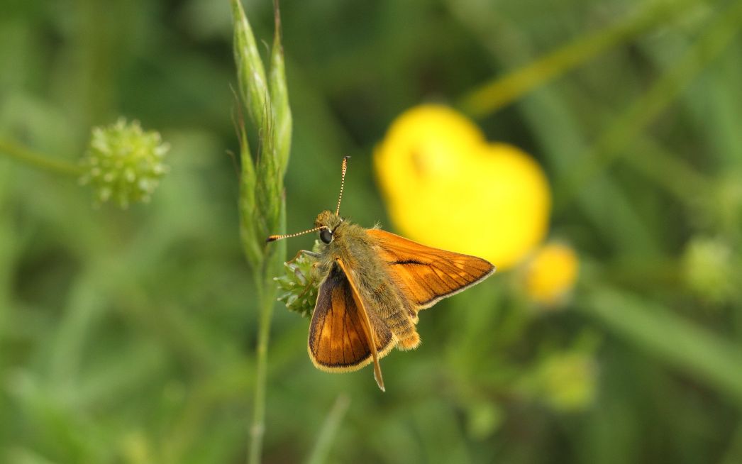 Large Skipper Heartwood Forest 17 May Large Skipper Heartwood Forest 17 May