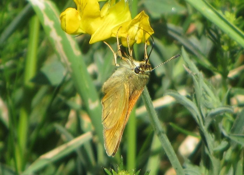 Large Skipper Millhoppers 31 May Large Skipper Millhoppers 31 May