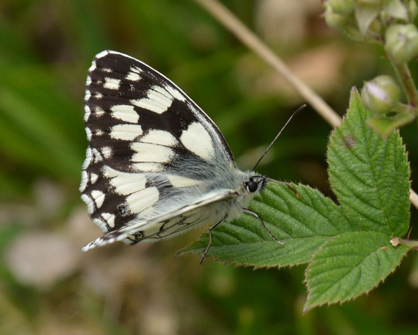 Marbled White Bricket Wood Common 13 Jun Marbled White Bricket Wood Common 13 Jun