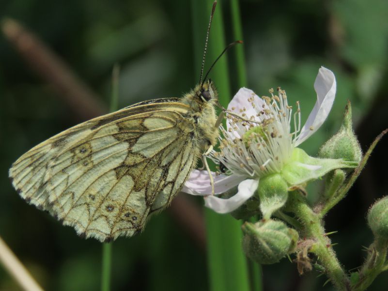 Marbled White Dyes Lane 16 Jun Marbled White Dyes Lane 16 Jun