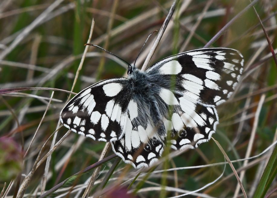 Marbled White Therfield Heath 8 Jun Marbled White Therfield Heath 8 Jun