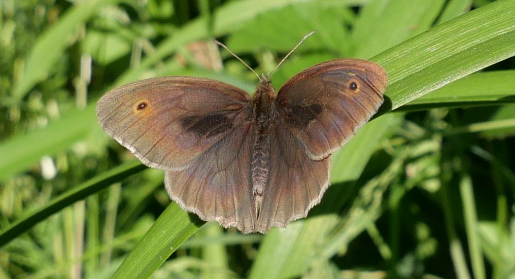 Meadow Brown Bengeo 1 Jun Meadow Brown Bengeo 1 Jun