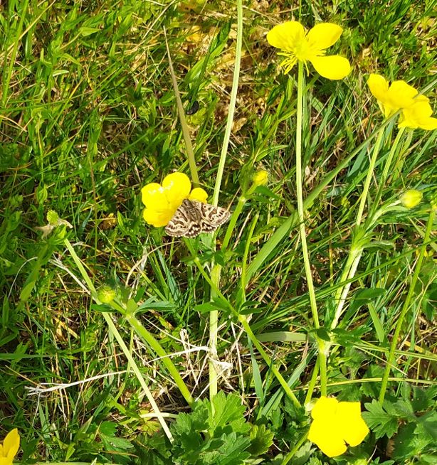 Mother Shipton Gadebridge Park 9 May Mother Shipton Gadebridge Park 9 May