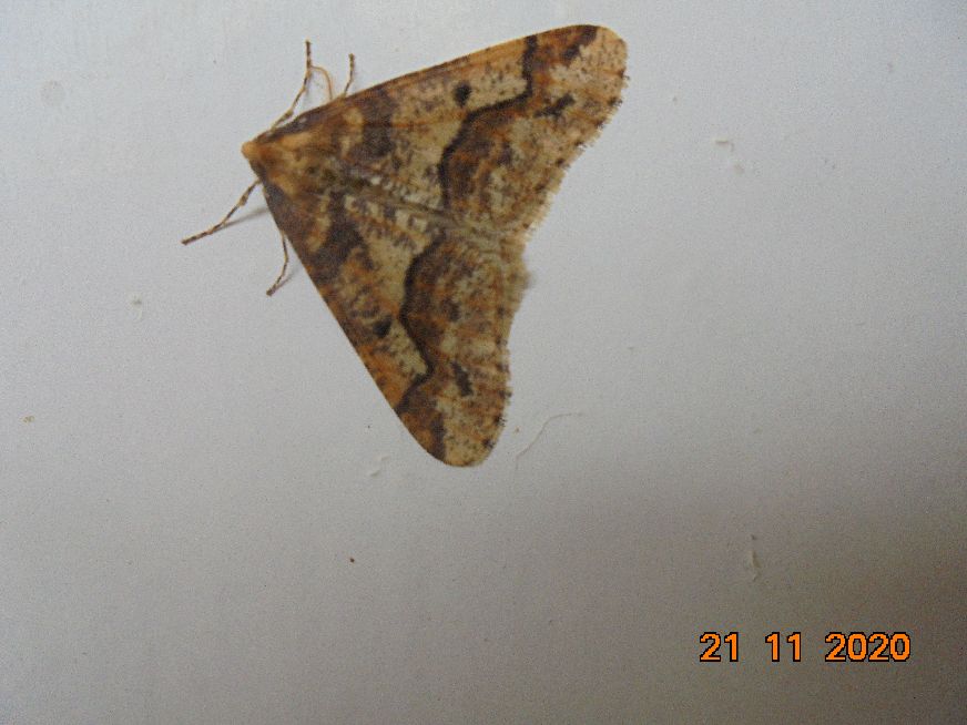 Mottled Umber Hitchin 21 Nov Mottled Umber Hitchin 21 Nov