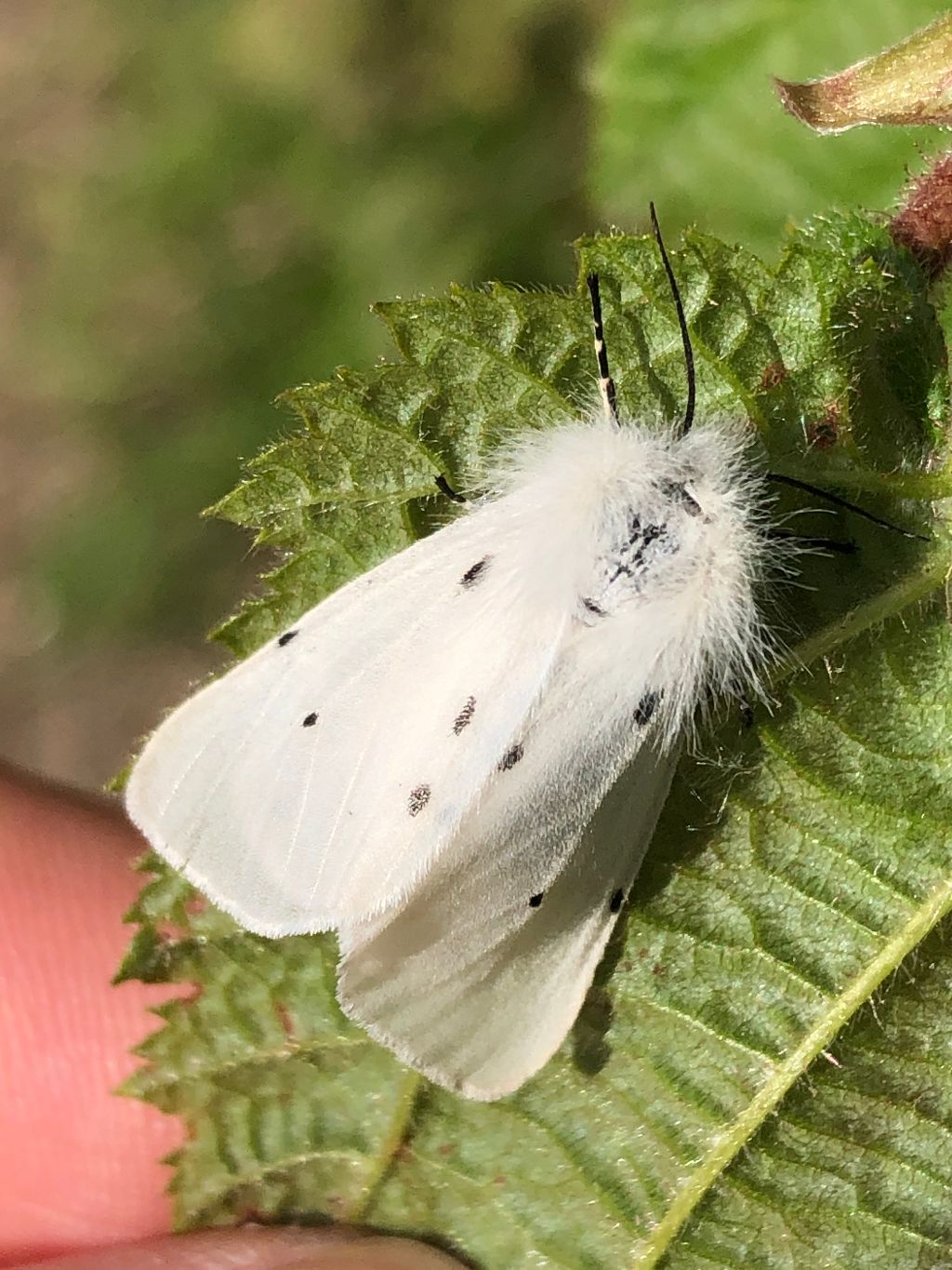 Muslin Moth Ver Valley 15 May Muslin Moth Ver Valley 15 May