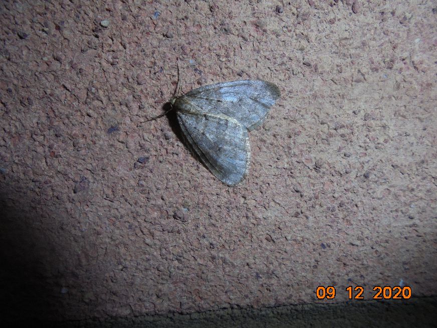 Winter Moth Hitchin 9 Dec Winter Moth Hitchin 9 Dec
