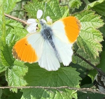 Orange-tip Bushey 11 Apr Orange-tip Bushey 11 Apr