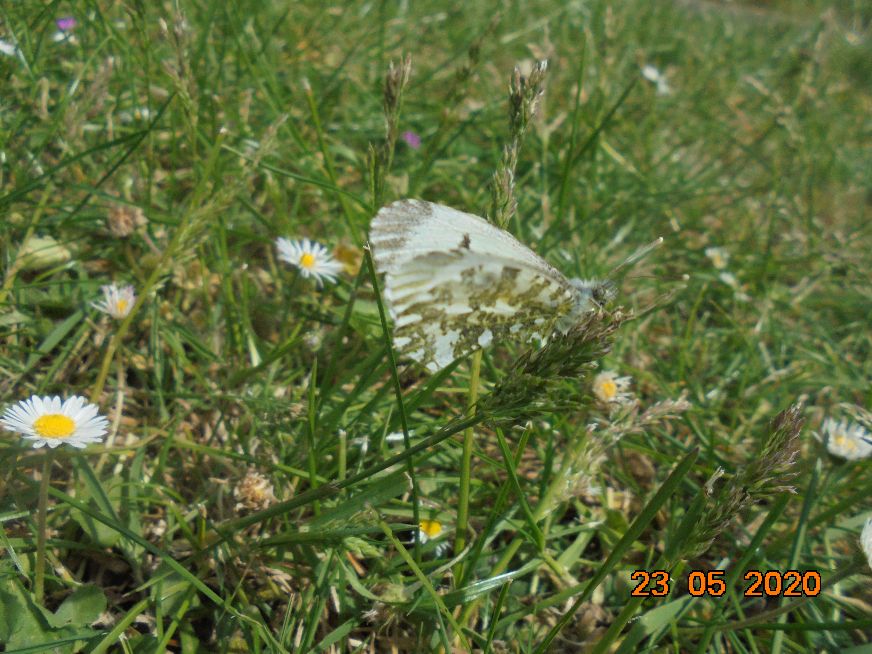 Orange-tip Hitchin 23 May Orange-tip Hitchin 23 May