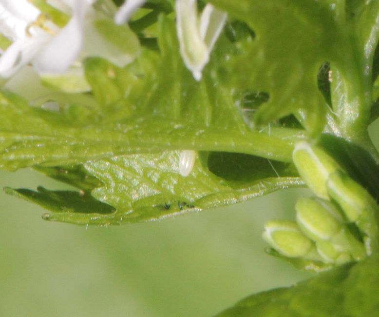 Orange-tip egg Potten End 12 Apr Orange-tip egg Potten End 12 Apr