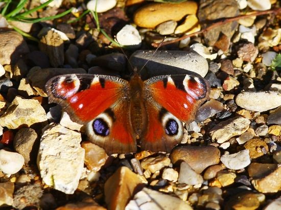 Peacock Bramfield Woods 4 Nov Peacock Bramfield Woods 4 Nov