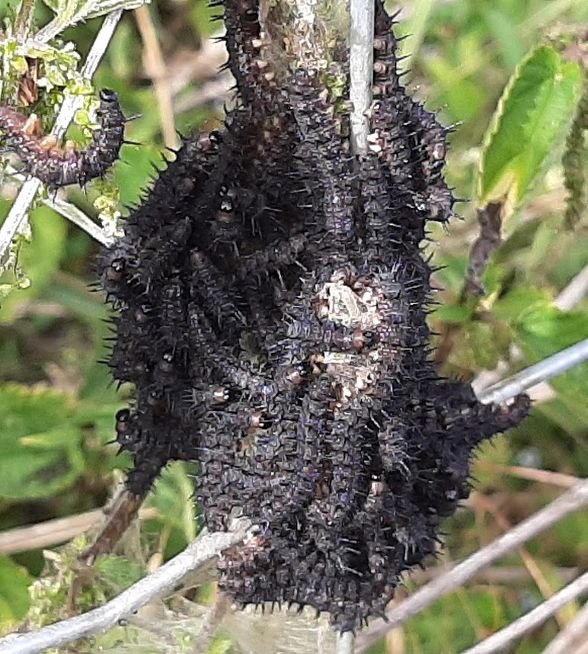 Peacock caterpillars Chiswell Green 21 Jun Peacock caterpillars Chiswell Green 21 Jun