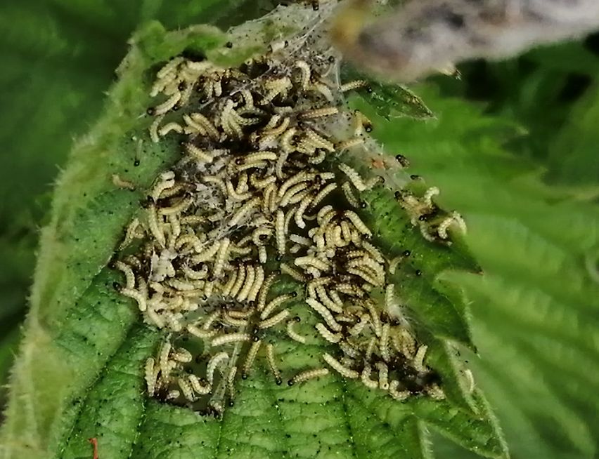 Peacock larvae 14 May Peacock larvae 14 May