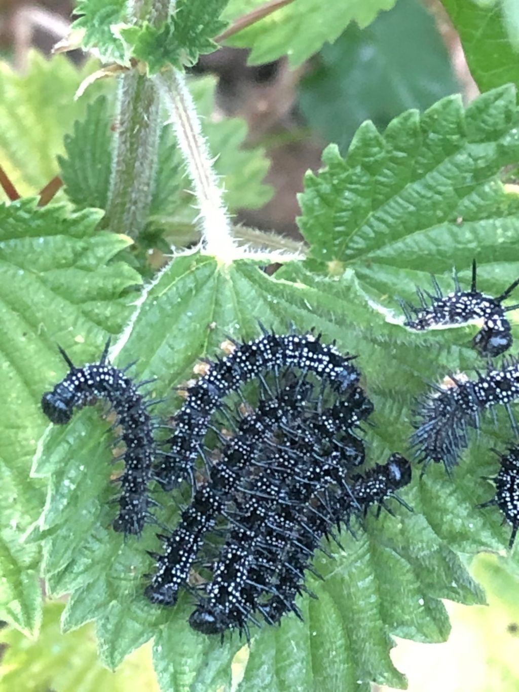 Peacock larvae St Albans 3 Jun Peacock larvae St Albans 3 Jun