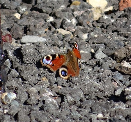 Peacock near Bramfield 6 Mar acock near Bramfield 6 Mar